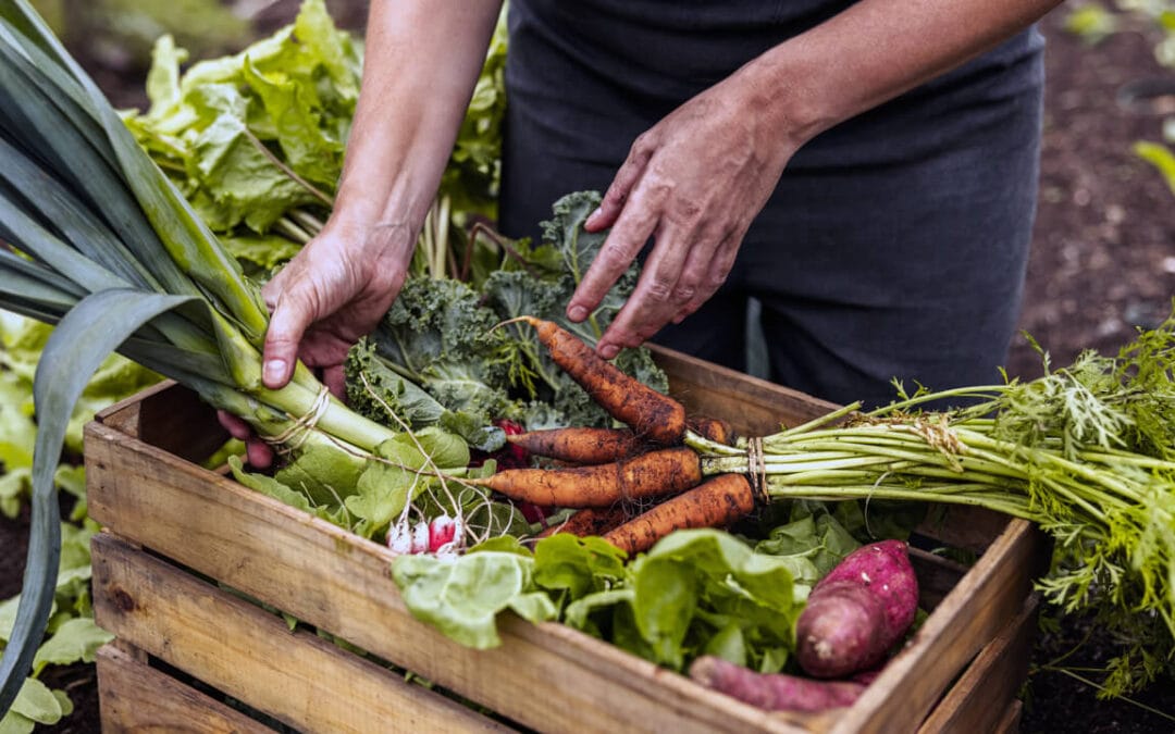 Growers’ visits in Serbia: Co-creating innovation on the ground