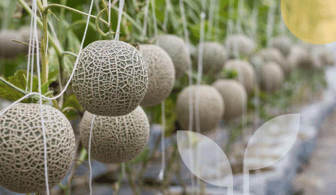 Oxygen microbubble irrigation: A promising strategy to reduce soil compaction in melon
