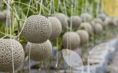 Oxygen microbubble irrigation: A promising strategy to reduce soil compaction in melon