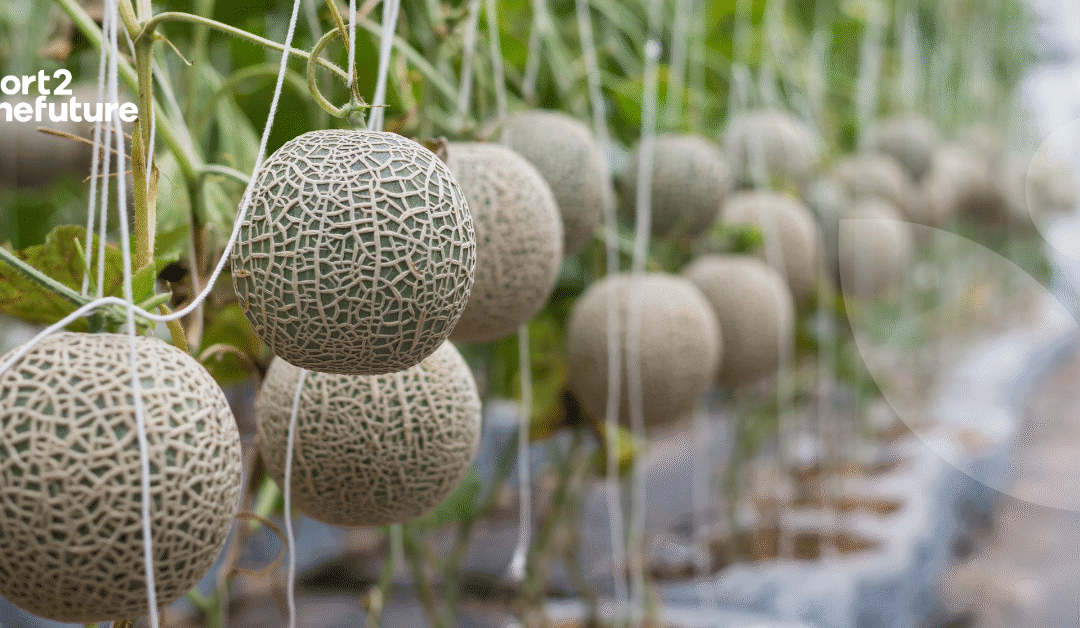 Oxygen microbubble irrigation: A promising strategy to reduce soil compaction in melon