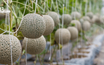 Oxygen microbubble irrigation: A promising strategy to reduce soil compaction in melon