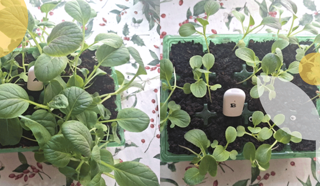 PRESS RELEASE: Citizens grow Pak Choi and contribute to sustainable gardening research