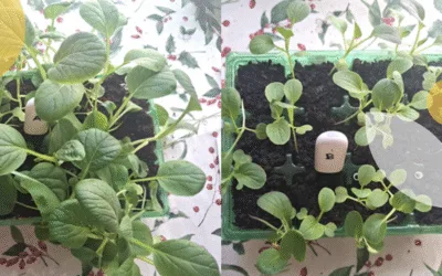 PRESS RELEASE: Citizens grow Pak Choi and contribute to sustainable gardening research